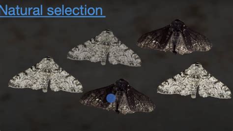 peppered moth game|Natural selection in peppered moths .